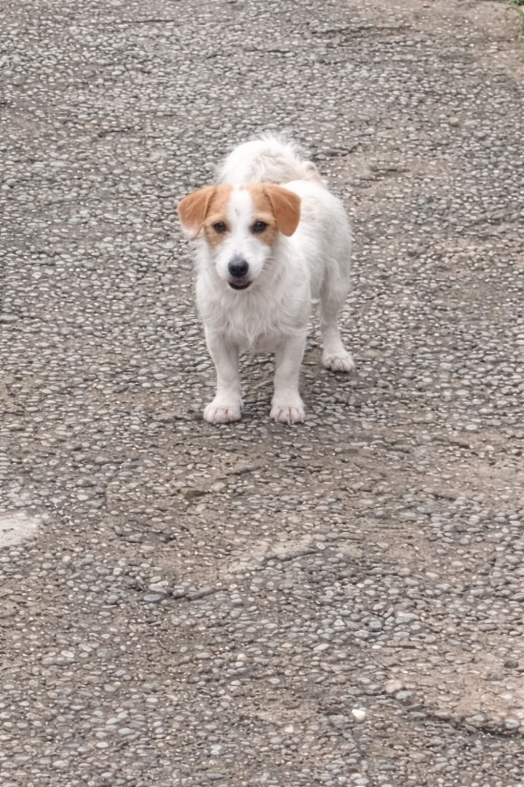 Foto de Bolt